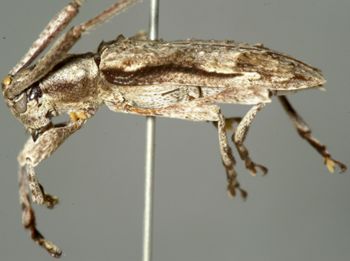 Media type: image;   Entomology 4186 Aspect: habitus lateral view
